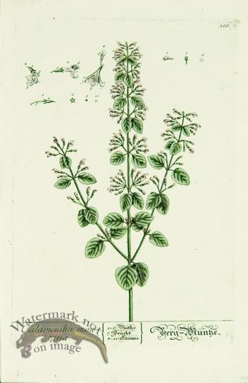 Blackwell German 135